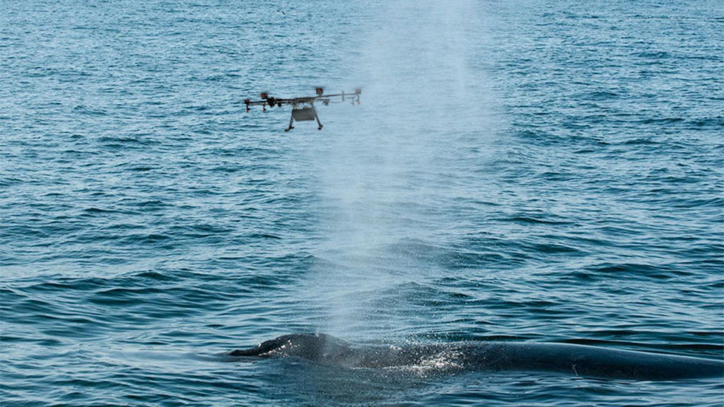 drones_whale_research
